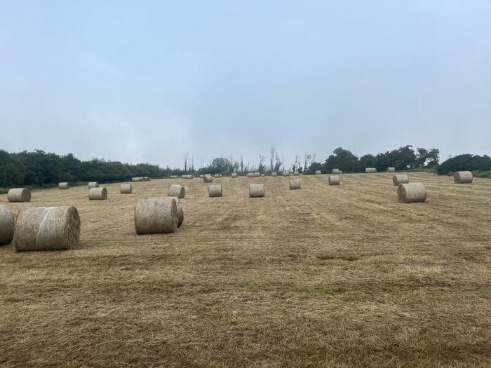 Hay for sale