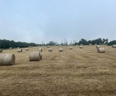 Hay for sale