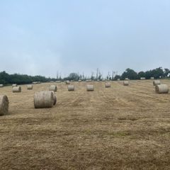 Hay for sale