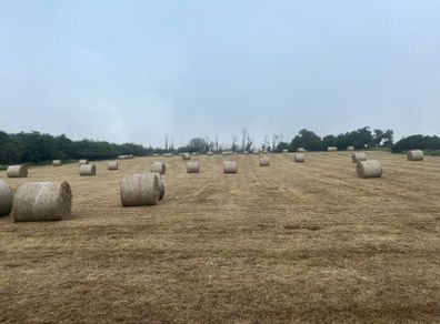 Hay for sale