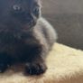 Kittens for adoption Image 2