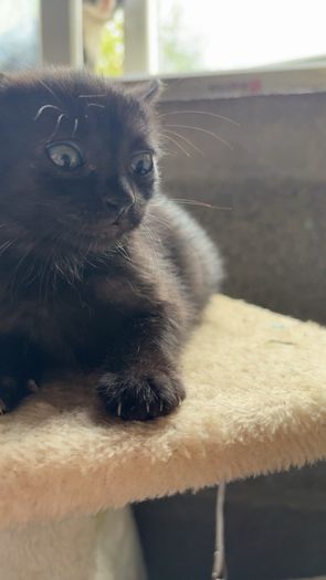 Kittens for adoption