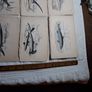 Vintage fish prints Image 7