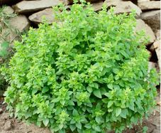 (B) Basil Minette seeds 0.3g (aprox. 210 seeds) (210657)