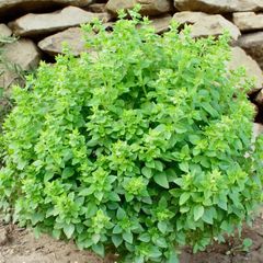 (B) Basil Minette seeds 0.3g (aprox. 210 seeds) (210657)