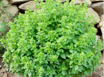 (B) Basil Minette seeds 0.3g (aprox. 210 seeds) (210657)