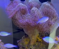 XXL Toadstool Coral