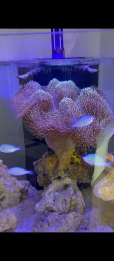 XXL Toadstool Coral