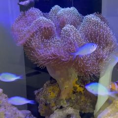 XXL Toadstool Coral