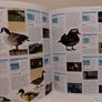 Animal: The Definitive Visual Guide encyclopedia reference books Image 4