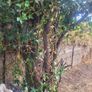 free wood Image 3