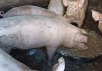 Pigs