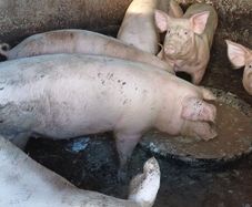 Pigs