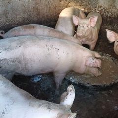 Pigs