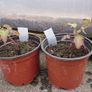 Himalayan Honeysuckle Plant Image 2