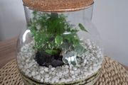 Forest in the jar