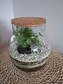 Forest in the jar