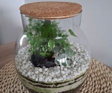 Forest in the jar
