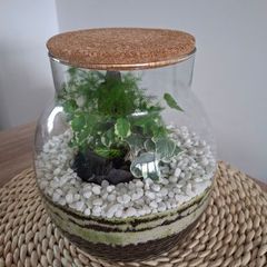 Forest in the jar