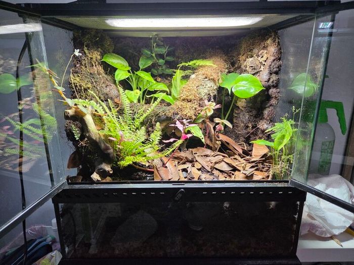 Complete Bio Active Terrarium