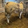 Show roan BB heifer Image 7