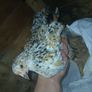 bantam chicks Image 3