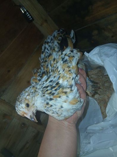 bantam chicks
