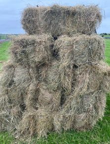 Square bales hay