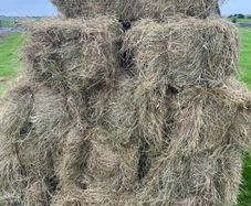 Square bales hay