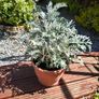 Garden perrinal Plants Image 2