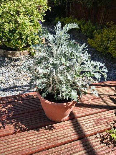 Garden perrinal Plants