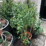 Shrubs-Portuguese Laurel x 5 Image 2