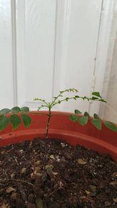 Curry Leaves Plant for sale