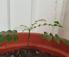 Curry Leaves Plant for sale