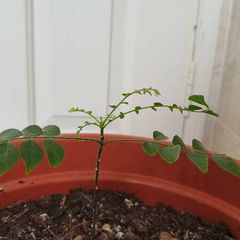 Curry Leaves Plant for sale