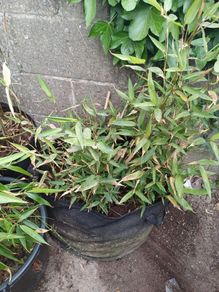 Giant bamboo