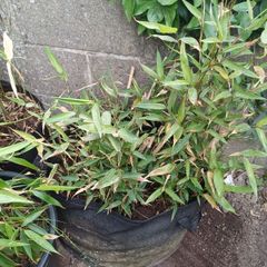 Giant bamboo