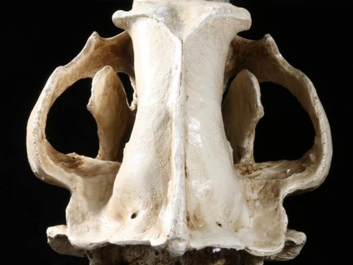 1/1 resin copy of a polar bear skull.