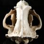 1/1 resin copy of a polar bear skull. Image 6