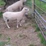 Purebred Registered Charolais Hogget Rams Image 6