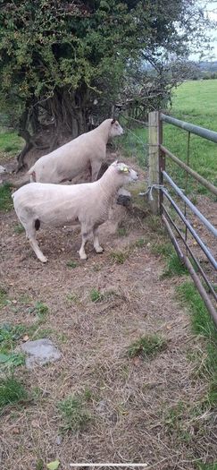 Purebred Registered Charolais Hogget Rams