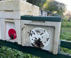 Nuc of AMM bees including Maisemore nuc