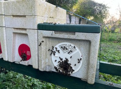 Nuc of AMM bees including Maisemore nuc