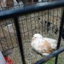 Free Hen Image 2