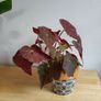 Begonia Autumn Embers in the ceramic pot Image 6