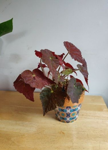Begonia Autumn Embers in the ceramic pot