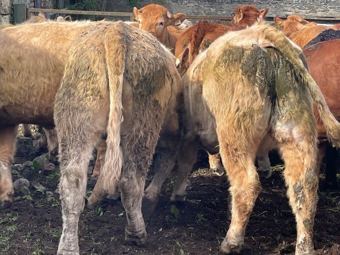 47 super store heifers 450 kg