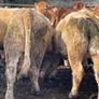 47 super store heifers 450 kg Image 3