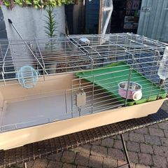 guinea pig cage