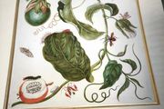 botanical print of passion flowers by Maria Merian by Amazing Rare Things